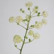 【08直前】レア!ウドの花　群馬県　70CM【OTKT】