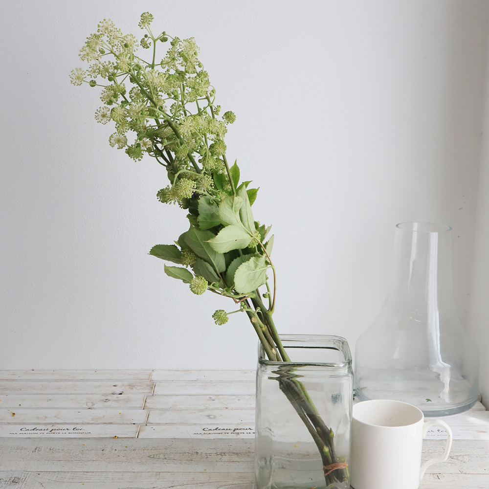 生花】山ウドの花 六合村田村さん【OTKT】 - 花材通販はなどんやアソシエ