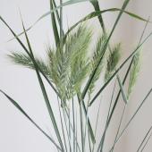 ※販売期間外※【生花】エリムス　アイシーブルー　60cm-  松尾屋【OT】