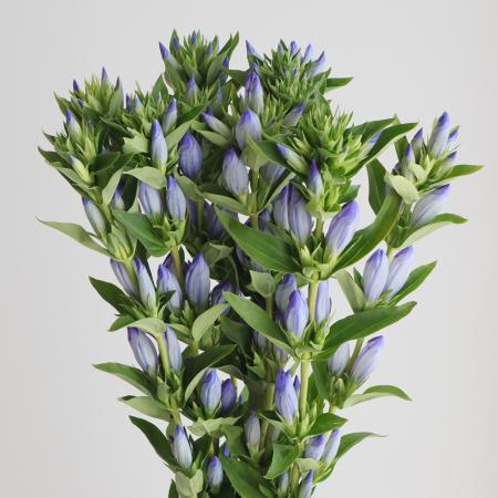 【直前】リンドウ  パステル系(ブルー×白)75cm程度　オーシャンブルーなど　　【生花】