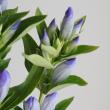 【直前】リンドウ  パステル系(ブルー×白)75cm程度　オーシャンブルーなど　　【生花】