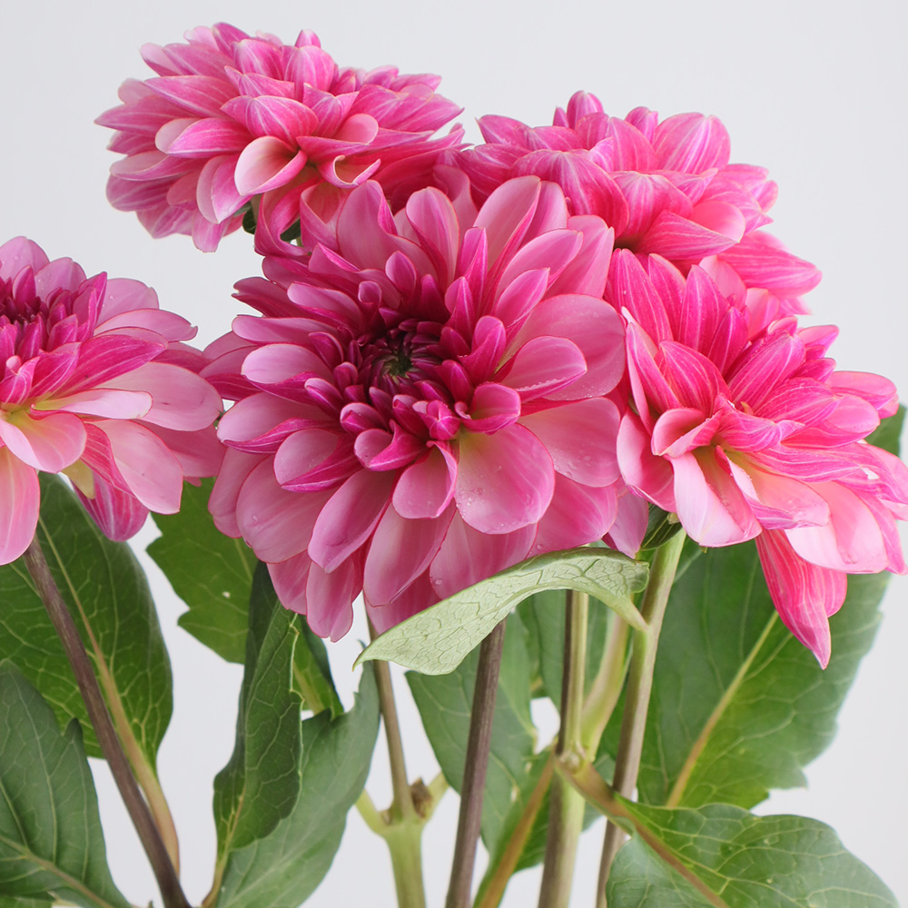 生花】ダリア ナマハゲプリティ(ピンク) 50cm程度 ※商品説明お読み