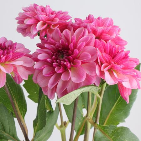 生花】ダリア ナマハゲプリティ(ピンク) 50cm程度 ※商品説明お読み