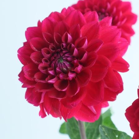 【生花】ダリア　エタニティルージュ(赤)　50cm程度   ※商品説明お読みください。【OT】
