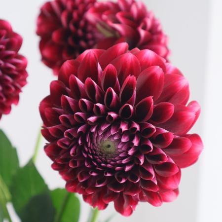 【直前!!】ダリア　ピコーリータ(ワイン系複色)北海道50CM