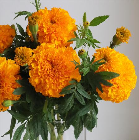 【生花】そう花園のマリーゴールド　オレンジ【OT】