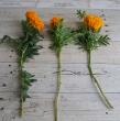 【生花】そう花園のマリーゴールド　オレンジ【OT】
