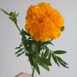 【生花】そう花園のマリーゴールド　オレンジ【OT】
