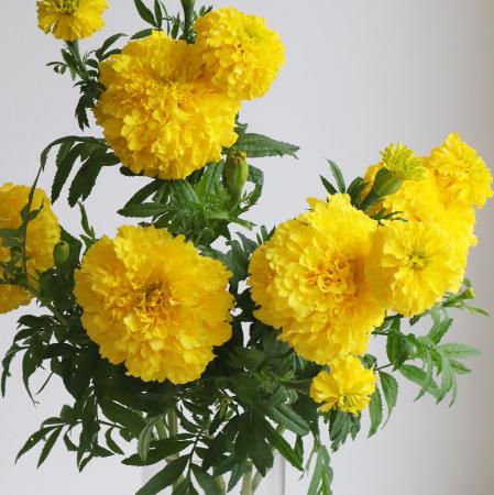 【生花】そう花園のマリーゴールド　ガルーダイエロー【FJ】