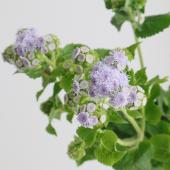 ※販売期間外※【生花】NODAフラワーのアゲラタム ベルベットラベンダー(うす紫)【早締切-17】