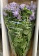 【生花】NODAフラワーのアゲラタム　ベルベットラベンダー(うす紫)【早締切-17】