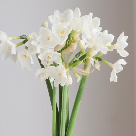 【08直前!】スイセン　ペーパーホワイト　30〜35cm程度 千葉県