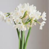 【08直前!】スイセン　ペーパーホワイト　30～35cm程度 千葉県