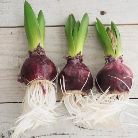 【08直前】球根つきヒヤシンス  ヤンボス(赤)1カップ3球入り