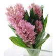 【08直前】球根つき切花ヒヤシンス　ピンクパール　1カップ3球入り
