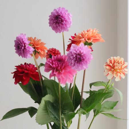 【生花】金井園芸　ダリアおまかせミックス(3〜5色)【早締切-22】
