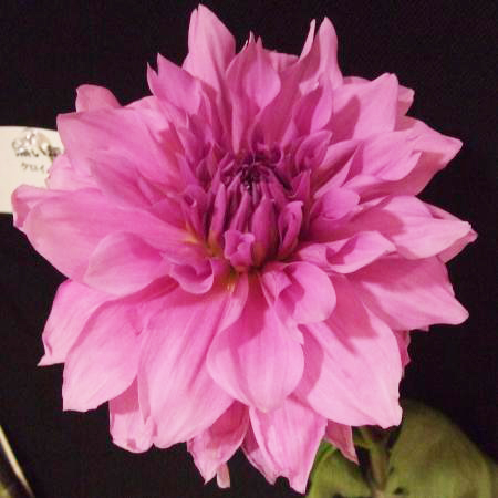 【生花】金井園芸　ダリア　エタニティロマンス(ピンク)　【早締切-22】