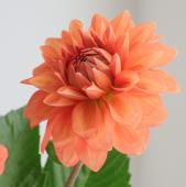 【生花】金井園芸　ダリア　オレンジストーン　【早締切-22】
