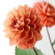 【生花】金井園芸　ダリア　オレンジストーン　【早締切-22】