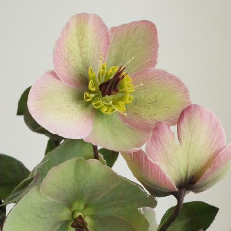 【08直前FJ】ヘレボルス　ブラッシュアン55CM( ピンク系)　鮎沢農園