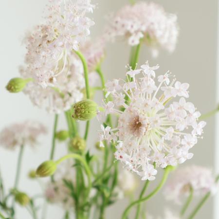 【生花】<スプレーロング>　ブルーレース(ピンク)80CM程度　中村ファーム【早締切-71】