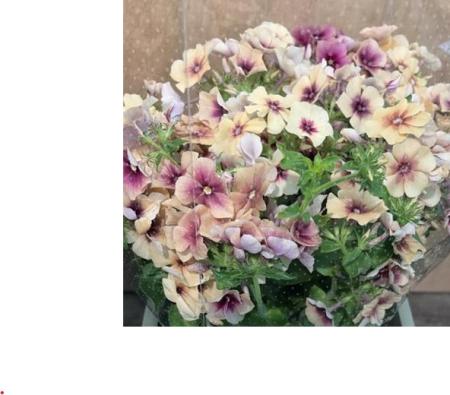 【08直前FJ】フロックス　チェリーキャラメル　茨城県　35センチ【FJ】