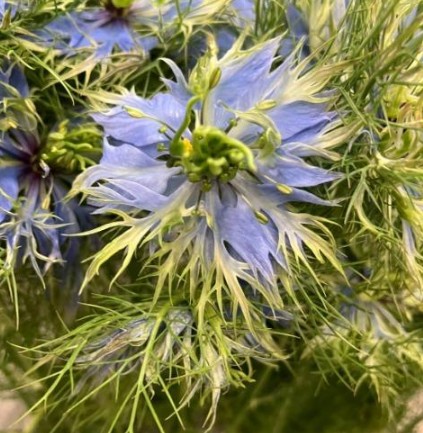 【08直前】ニゲラ　レースブルー(青・変わり咲き)　福岡県オリジナル品種　60CM【OT】