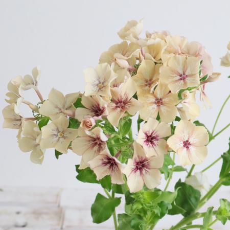 【生花】フロックス　クレームブリュレ(ベージュ系)　30センチ-【OT】福岡県他