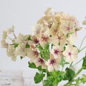 【生花】フロックス　クレームブリュレ（ベージュ系）　30センチ-　高知県田村さん【OT】