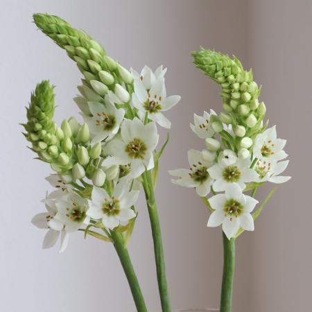 【08直前】国産オーニソガラム　マウントエベレスト(白)50cm 　やつしろ農協【OT】