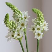 【生花】国産オーニソガラム　マウントエベレストなど（白・縦咲き）50cm- 　丸朝農協ほか【OT】