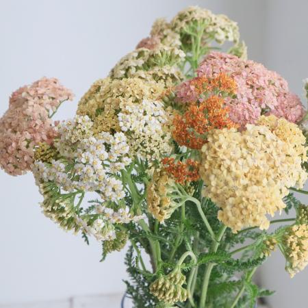 【08直前!】アキレア　黄色〜オレンジ系　青木園芸　40CM