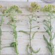 【08直前!】アキレア　黄色〜オレンジ系　青木園芸　40CM