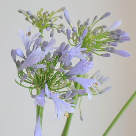 【直前!】アガパンサス　葉つき　千葉県田中さん　80-90cm【生花】