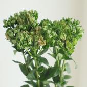 生花】ブバリア トウキョウスターオーロラ(グリーン) - 花材通販はなど