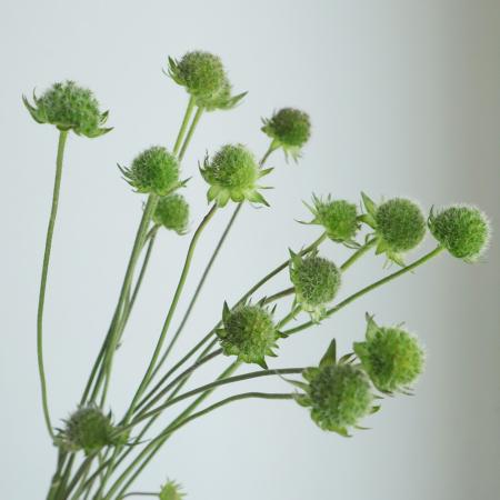 【08直前!】クナウティアシード(タネ、花実　グリーン)　70cm