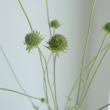 【08直前!】クナウティアシード(タネ、花実　グリーン)　70cm