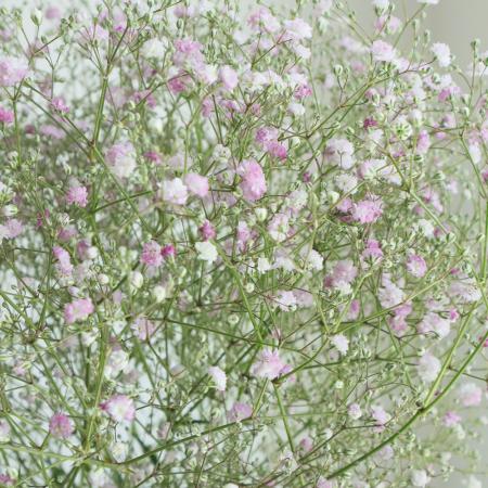 【08直前!!】カスミ草  ピンクヘイズ　70-80cm　日光園芸