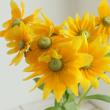 【08直前】ルドベキア　プレーリーサン(黄色・芯白)　40cm青木園芸