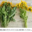 【08直前】ルドベキア　プレーリーサン(黄色・芯白)　40cm青木園芸
