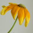 【08直前】ルドベキア　プレーリーサン(黄色・芯白)　40cm青木園芸