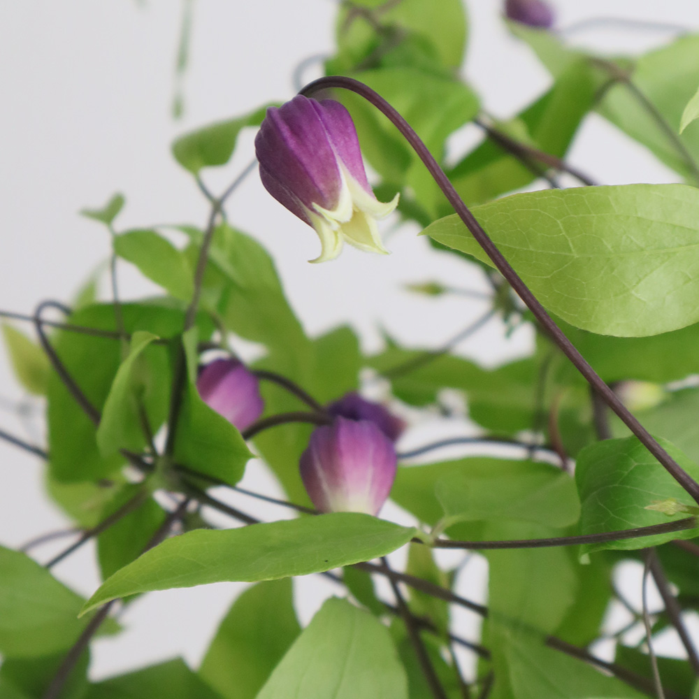 生花】クレマチス 梅紫 F.U.Kagawa 50CM- 【早締切-74】 - 花材通販は