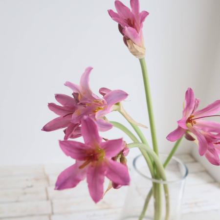 【08直前】【生花】リコリス　ピンク　50cm程度　群馬県 山田今朝幸 (六合)