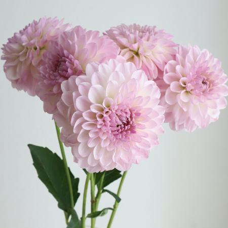 【生花】ダリア(ライトピンク)　Nトゥンク、アイリなど　50cm程度　※商品説明お読みください。【OT】
