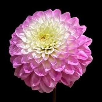 【08直前】【生花】ダリア　N.MOMO(ナマハゲモモ)ピンク　50cm程度　※商品説明お読みください。【OT】