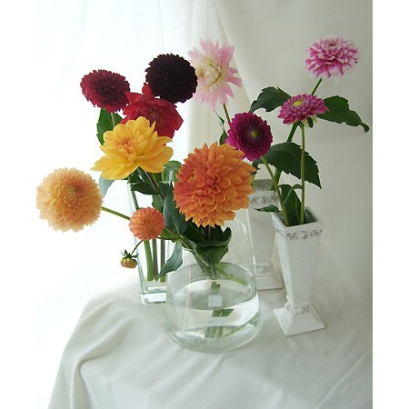 直前1017】ダリア ハミルトンリリアン(オレンジ大輪系)長野県沓掛さん