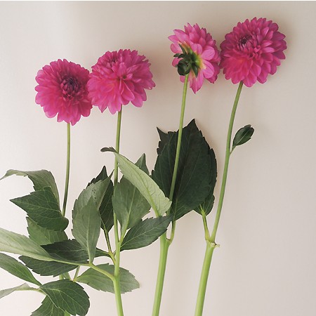 直前1020】ダリア ピンキー(濃いピンク中小輪系)長野県沓掛さん::(火