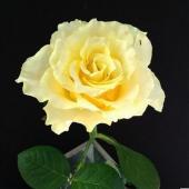 生花】バラ スペード(黄色 フリル咲き) 40cm程度 モンデローズ