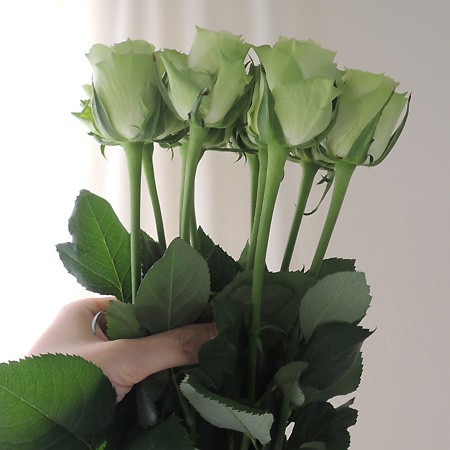 生花 バラ ミントティー 緑 40cm程度 今週のオトク 通販 はなどんやアソシエ 生花 バラ ミントティー 緑 40cm程度 今週のオトク 通販 はなどんやアソシエ