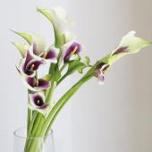 紫陽花　切花　ピカソ　クラシック　2本 紫陽花 切花 ピカソ クラシック 2本 花束・切花